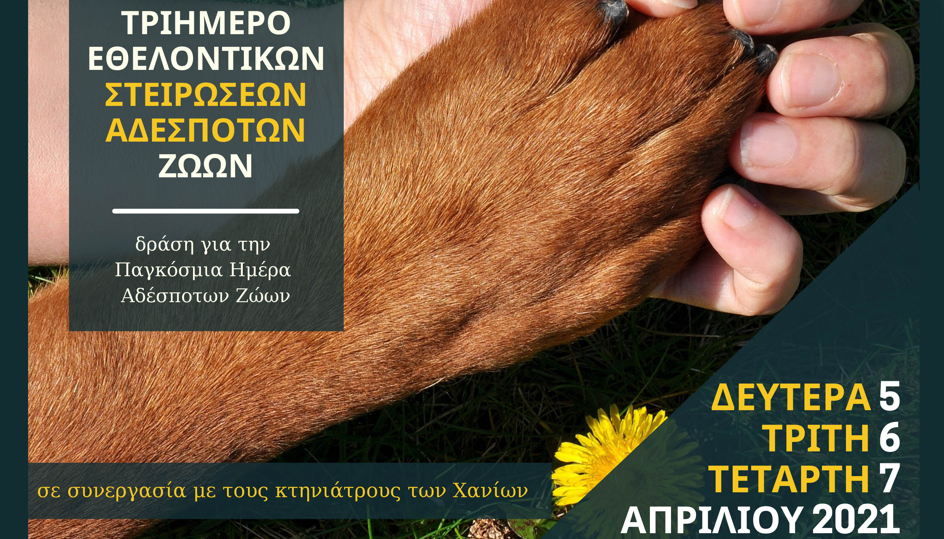 Τριήμερο εθελοντικών στειρώσεων σε αδέσποτα ζώα συντροφιάς από τον Δήμο Χανίων