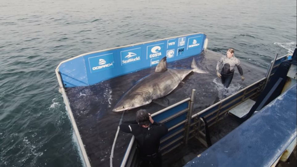 Τεράστιος λευκός καρχαρίας βρίσκεται κοντά στις βρετανικές ακτές περνώντας τον Ατλαντικό