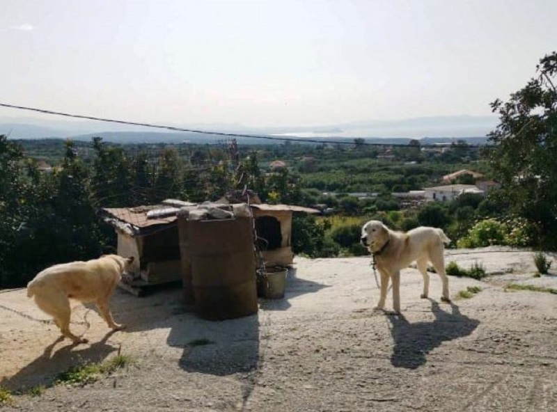 Nέα σύλληψη ιδιοκτήτη σκυλιών στα Χανιά για κακοποίηση των ζώων