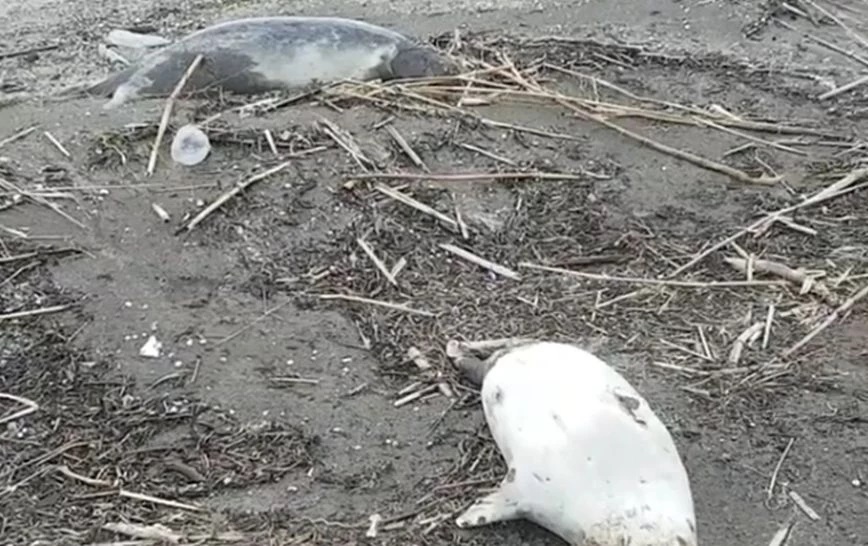 Φρίκη στην Κασπία: Περισσότερες από 150 φώκιες βρέθηκαν νεκρές σε παραλία