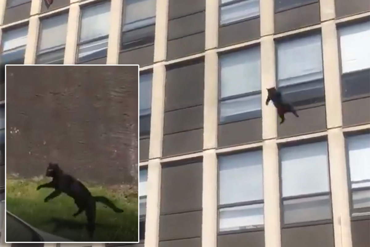 Γάτα πηδά από 5ο όροφο κτιρίου που καίγεται και η προσγείωση εντυπωσιάζει! (βίντεο)