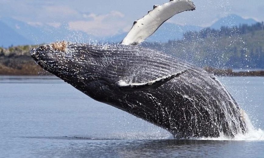 Γκρίζα φάλαινα θεάθηκε για πρώτη φορά στις ακτές της Γαλλίας στη Μεσόγειο