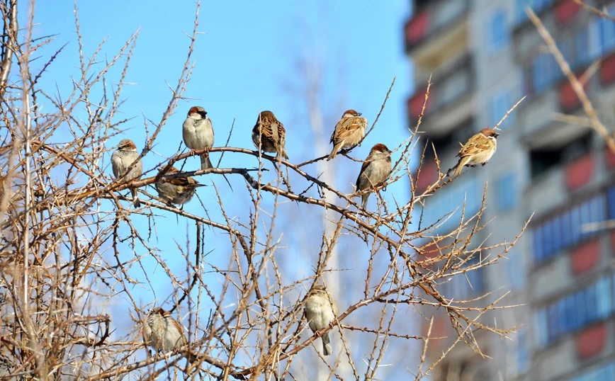 Μειώθηκε ο πληθυσμός των πουλιών παγκοσμίως – Τα σπουργίτια πολυπληθέστερο είδος