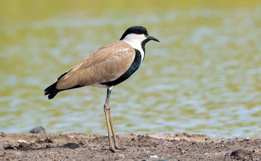 Σπάνιο πουλί στη λίμνη Κάρλα στη Θεσσαλία