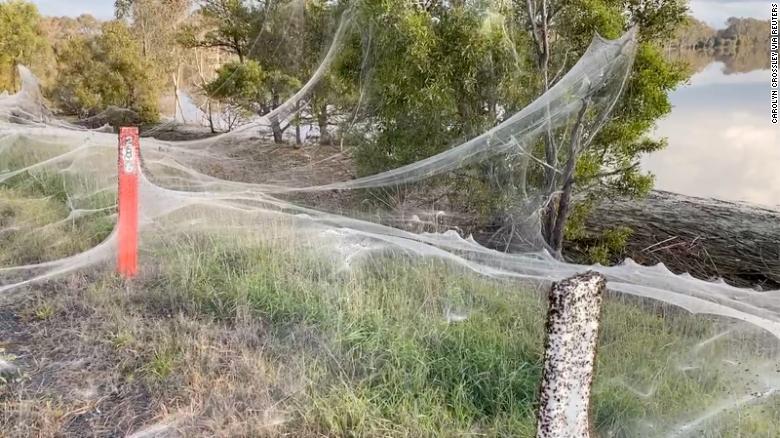 Ιστοί αράχνης σκέπασαν περιοχή της Αυστραλίας – Πώς συνδέονται με τις πλημμύρες