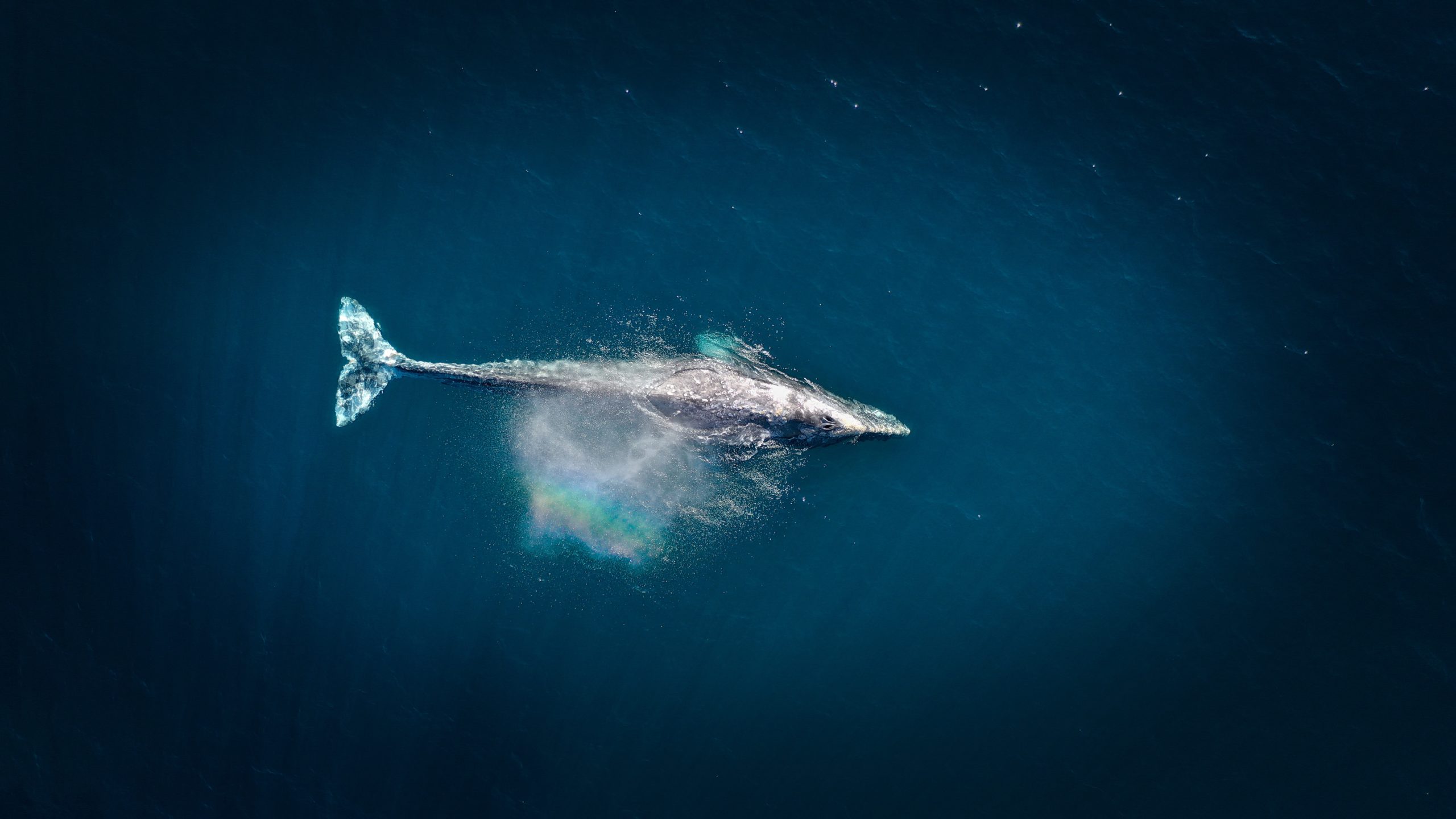 Γκρίζα φάλαινα κατέγραψε νέο ρεκόρ – Κολύμπησε στα μισά του κόσμου