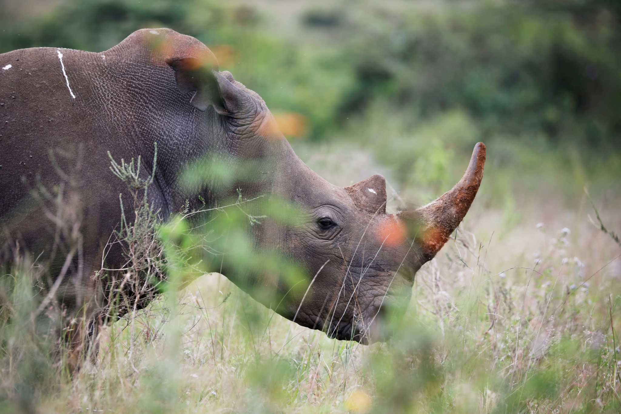 Ινδονησία: Εντοπίστηκαν δύο σπάνιοι ρινόκεροι της Ιάβας