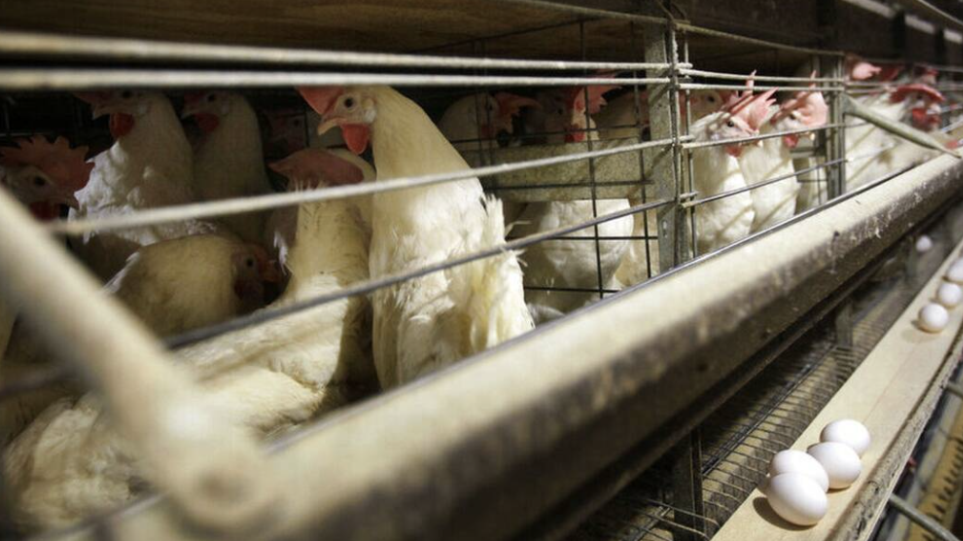 Kίνα: Καταγράφηκε το πρώτο κρούσμα του στελέχους H10N3 της γρίπης των πτηνών σε άνθρωπο