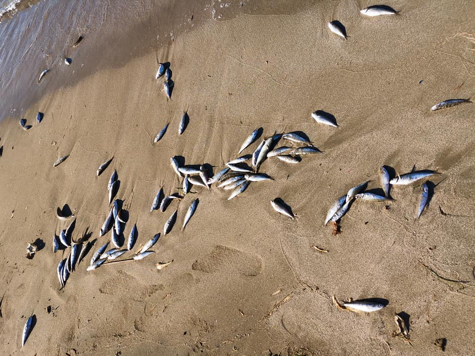 Δεκάδες νεκρά ψάρια ξέβρασε η θάλασσα σε παραλία κοντά στην Παλαιόχωρα στα Χανιά (φωτο)