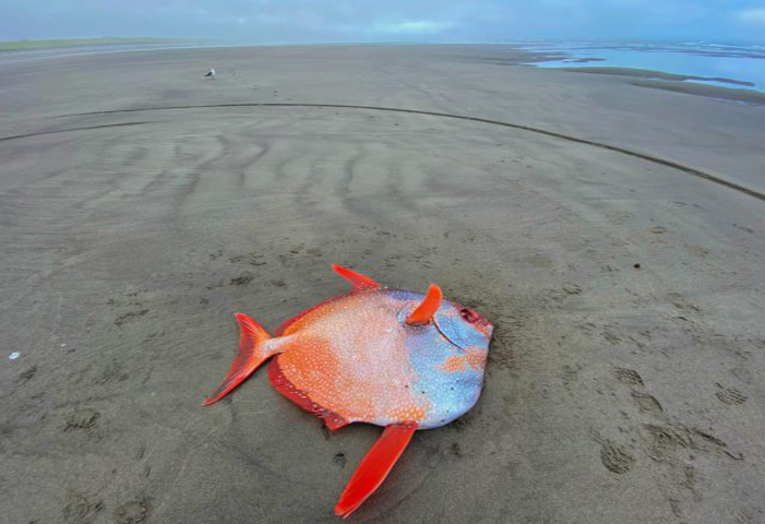Πολύχρωμο τροπικό ψάρι 45 κιλών ξεβράστηκε σε ακτή του Όρεγκον (φωτο)