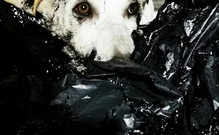 Κτηνωδία στην Κύπρο: Έλουσαν σκυλάκια με πίσσα και τα πέταξαν ζωντανά στα σκουπίδια