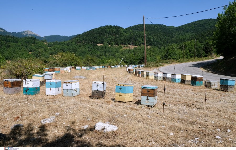 ΥπΑΑΤ: Ειδικά προγράμματα για ρητινοσυλλέκτες και μελισσουργούς