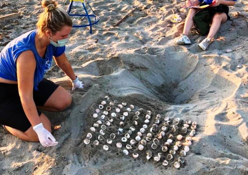 Βανδάλισαν φωλιά αυγών θαλάσσιας χελώνας στην παραλία Ρεθύμνου – Τραγικό αποτέλεσμα (φωτο)