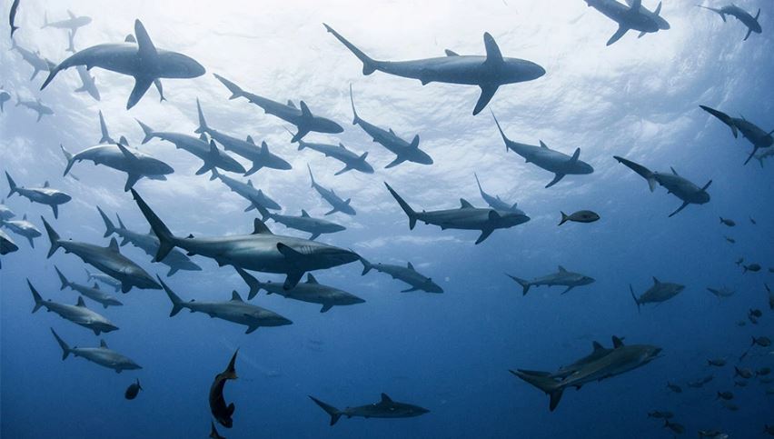 ΗΠΑ:Η κλιματική αλλαγή «σπρώχνει» τους καρχαρίες από την Καραϊβική στις ακτές της Ν.Υόρκης