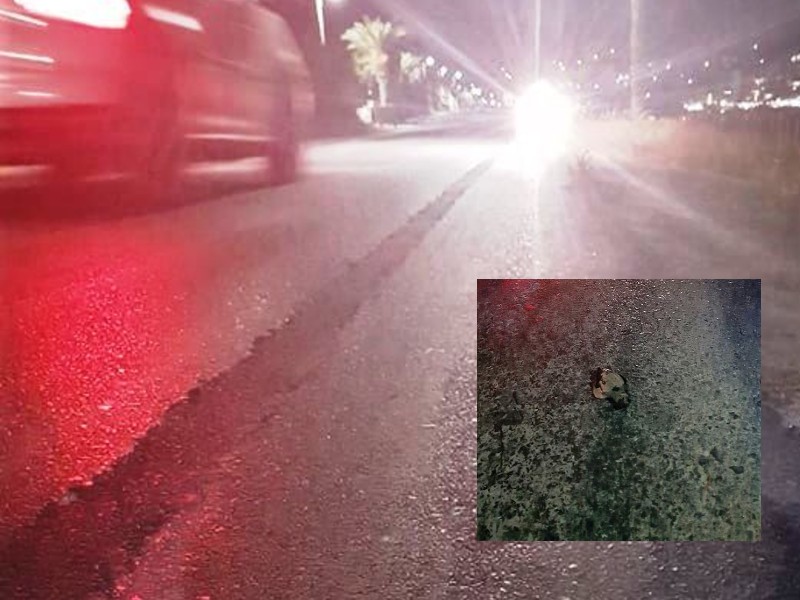 Τραγικό! Χελωνάκια πατήθηκαν από αυτοκίνητα σε δρόμο στην Σητεία (φωτο)
