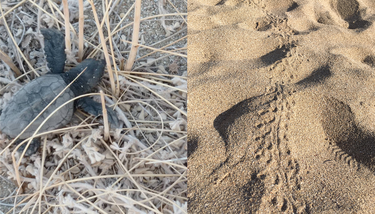 Βοηθήστε τα μικρά θαλάσσια χελωνάκια να ζήσουν-Μέτρα προστασίας στην Παχιά Άμμο Ακρωτηρίου