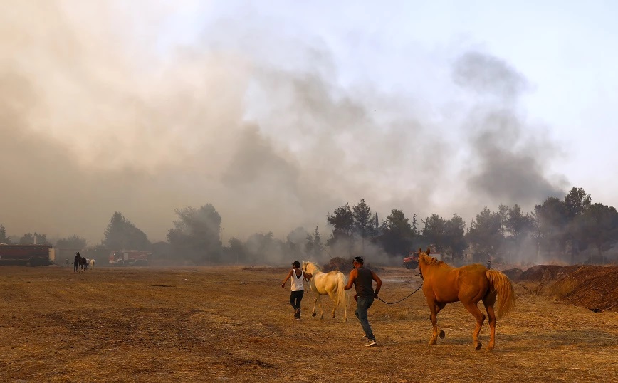 Φωτιά στη Βαρυμπόμπη: 250 άλογα μεταφέρθηκαν στο Ολυμπιακό Κέντρο Ιππασίας Μαρκοπούλου