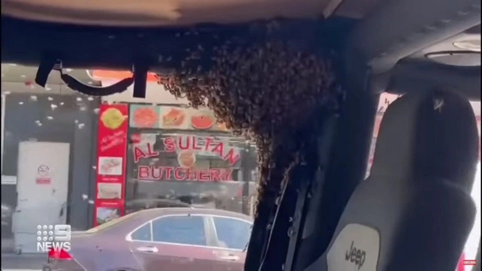 Αυστραλία: Γύρισε από τα ψώνια και βρήκε σμήνος από μέλισσες στο αυτοκίνητό του (βίντεο)