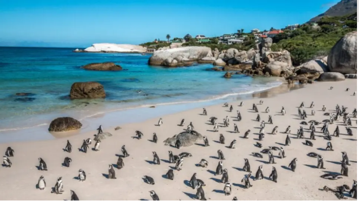 Νότια Αφρική: Μέλισσες σκότωσαν 63 πιγκουίνους ενός απειλούμενου είδους