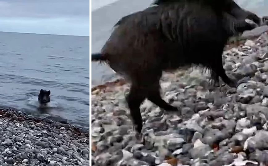 Τρομακτικό βίντεο με αγριογούρουνο που βγαίνει από τη θάλασσα και επιτίθεται σε άντρα