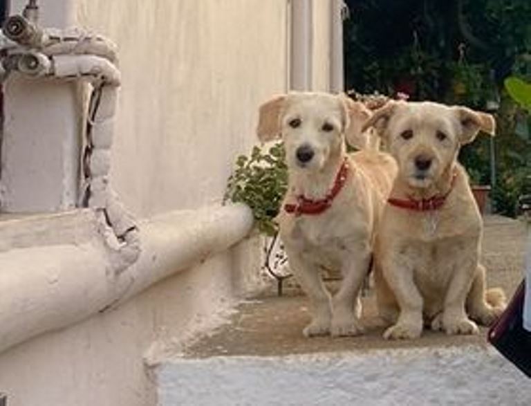 Χανιά: Χάθηκαν χαριτωμένες σκυλίτσες στα Τσικαλαριά – Είναι πολύ “δεμένες” με παιδιά