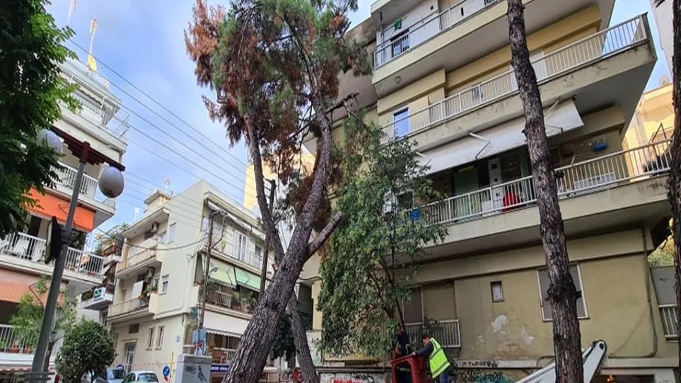 Δέντρο έπεσε πάνω σε πολυκατοικία στο κέντρο της Καλαμαριάς