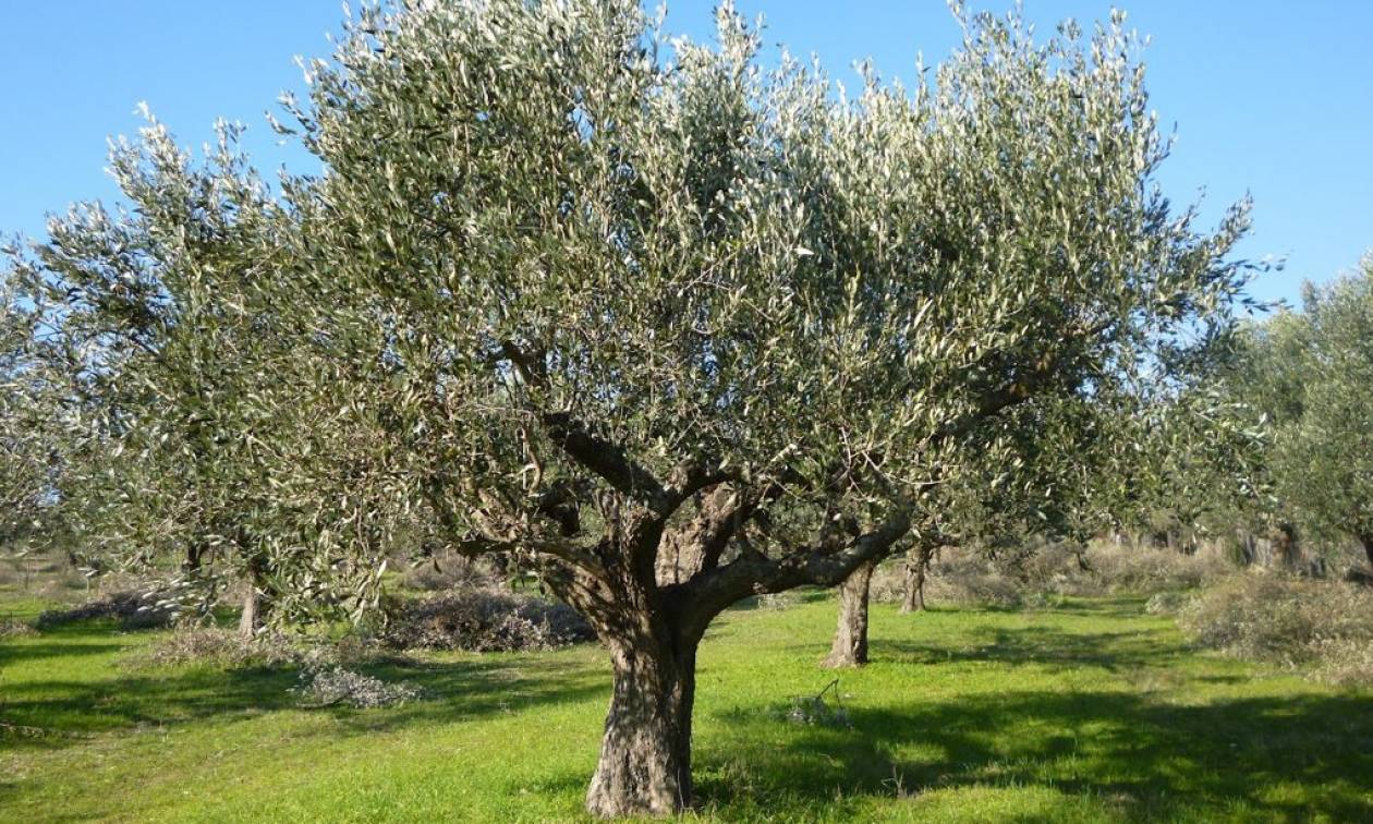 Προσοχή στους ελαιοκαλλιεργητές της Κρήτης για μύκητες στα ελαιόδεντρα