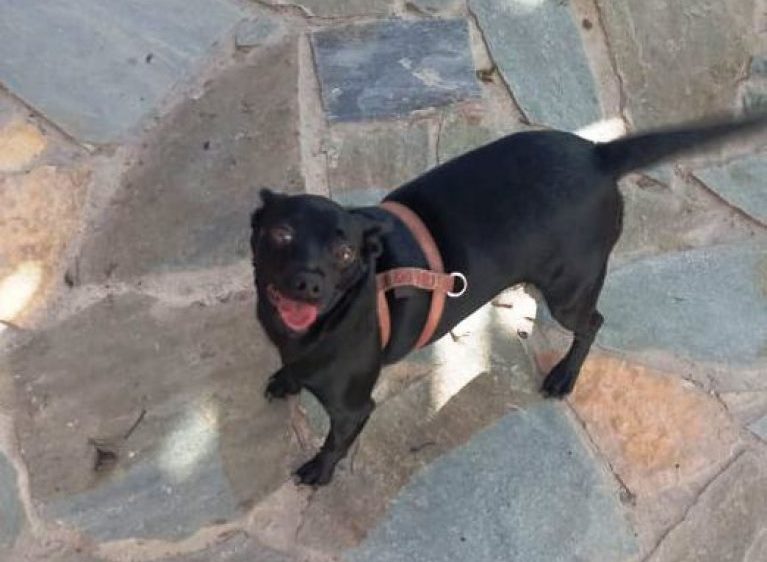 Αστυνομικός στα Χανιά υιοθέτησε σκυλίτσα που βρέθηκε στην αγκαλιά της νεκρής κηδεμόνος της