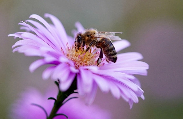 Πού οφείλεται η μείωση του πληθυσμού των μελισσών και των άλλων επικονιαστών;