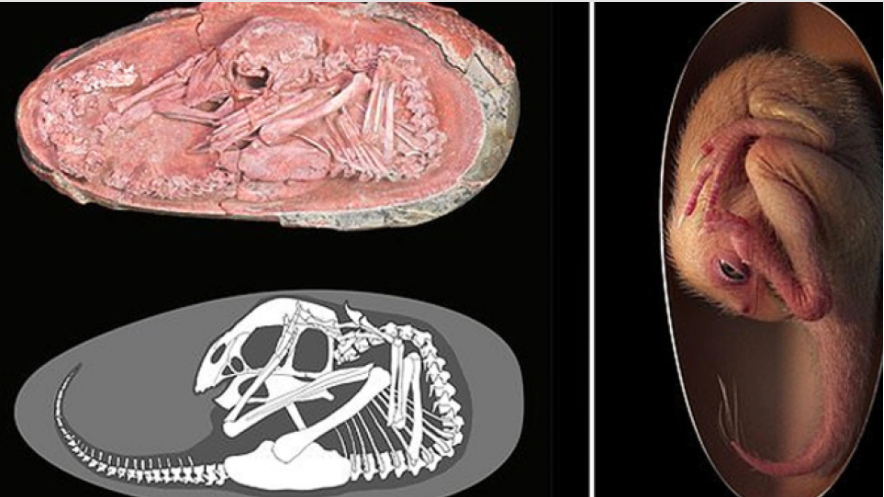 Επιστήμονες ανακάλυψαν τέλεια διατηρημένο έμβρυο δεινοσαύρου (φωτο)
