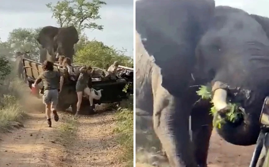 Ένας εξαγριωμένος ελέφαντας έξι τόνων επιτέθηκε σε τζιπ με τουρίστες (βίντεο)