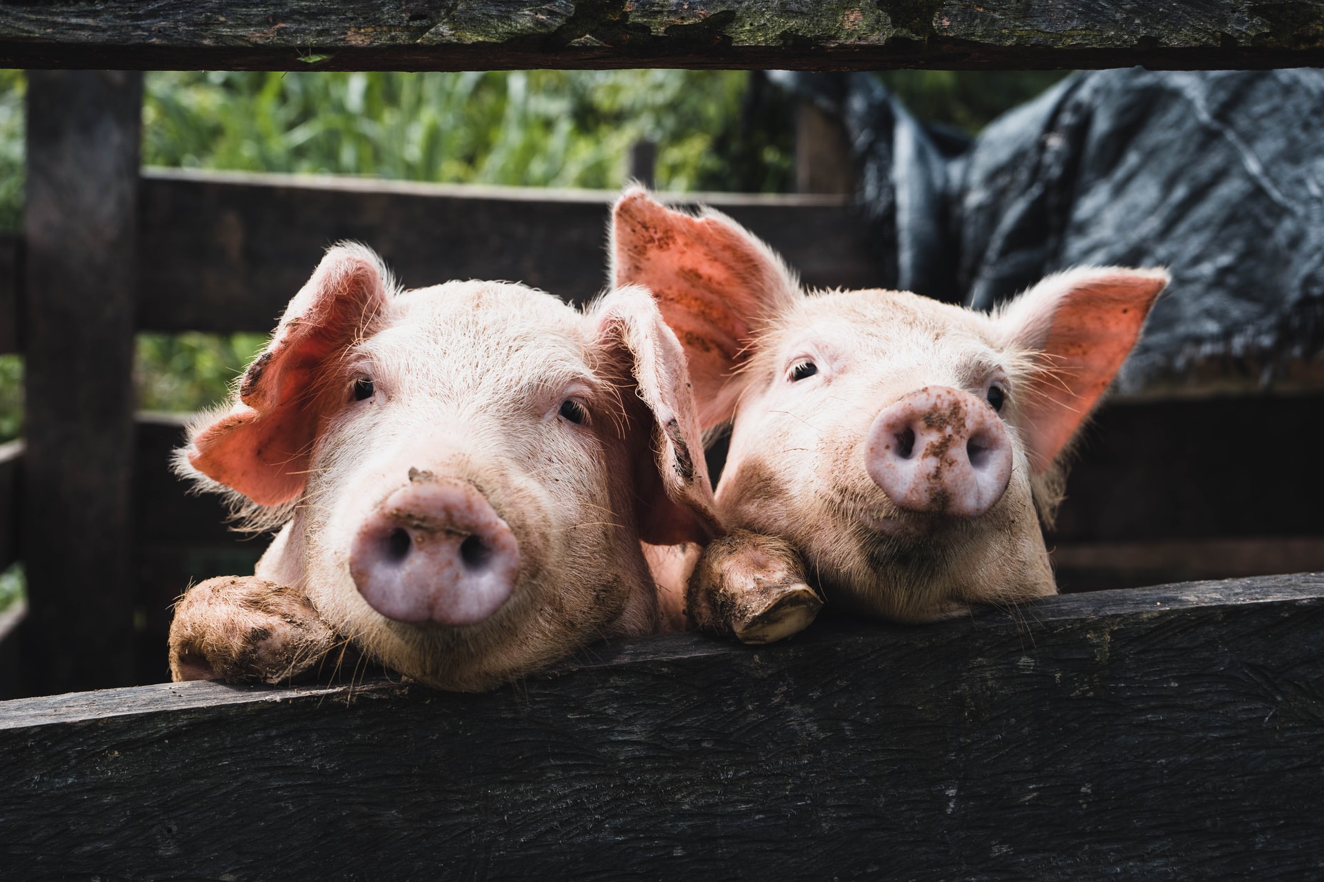 Κρήτη: Έκλεψαν τα γουρούνια έκλεψαν και 280 κιλά ελαιόλαδο!