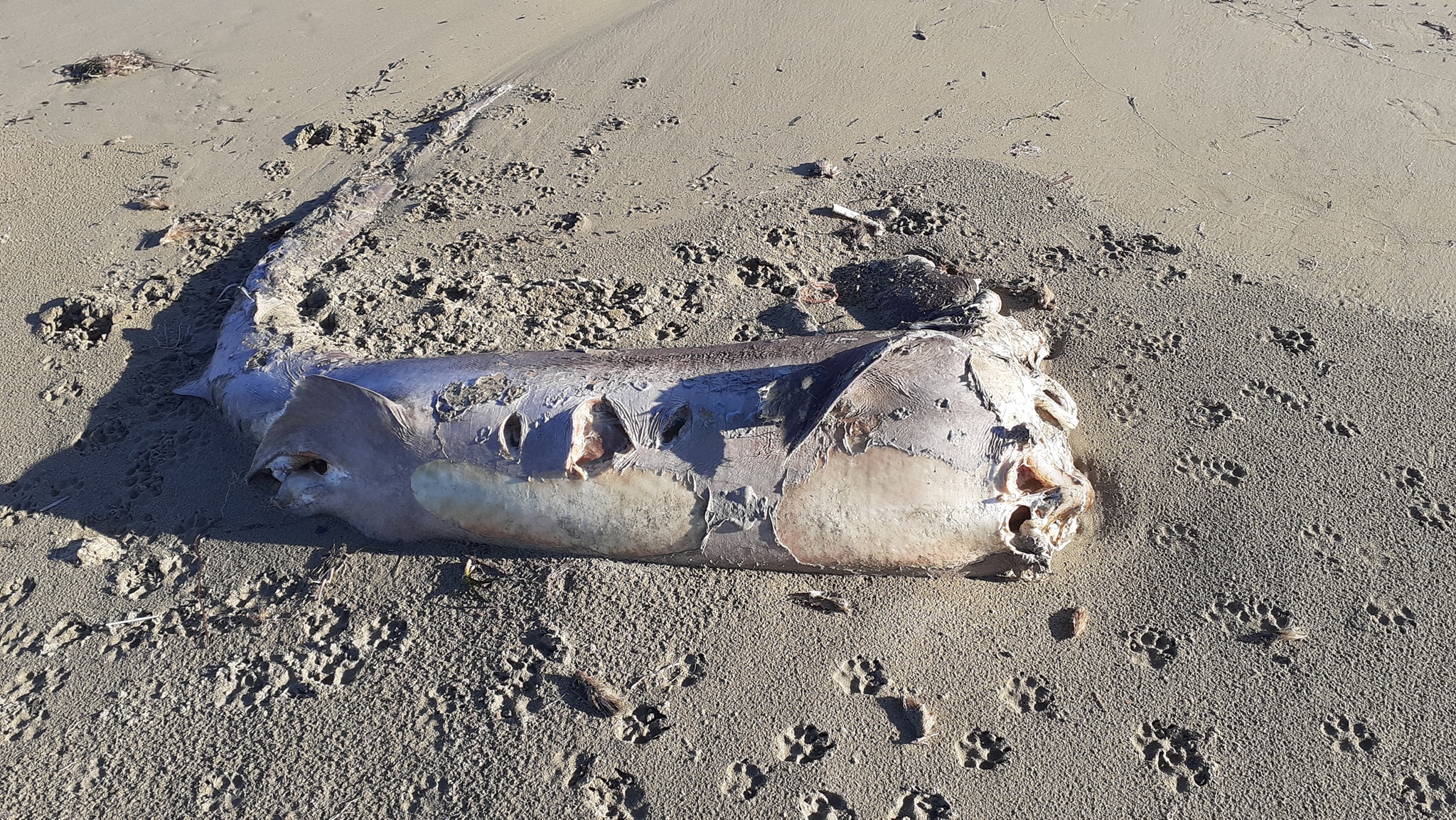 Μεγάλος καρχαρίας ξεβράστηκε σε παραλία του Ηρακλείου (φωτο)