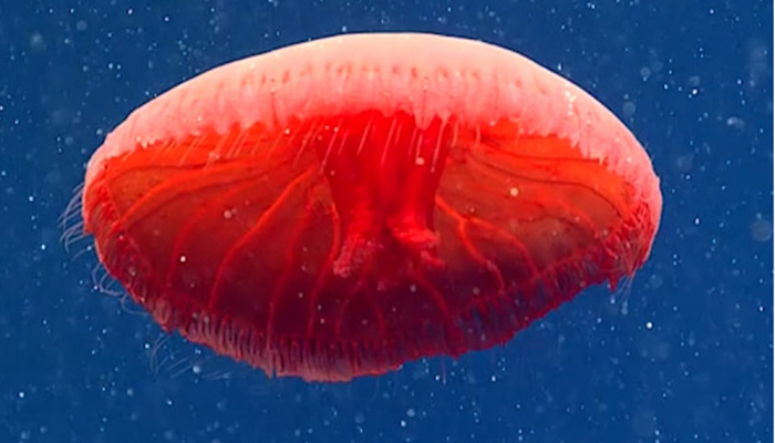 Τα 10 πιο παράξενα πλάσματα που ζουν στο βυθό της θάλασσας