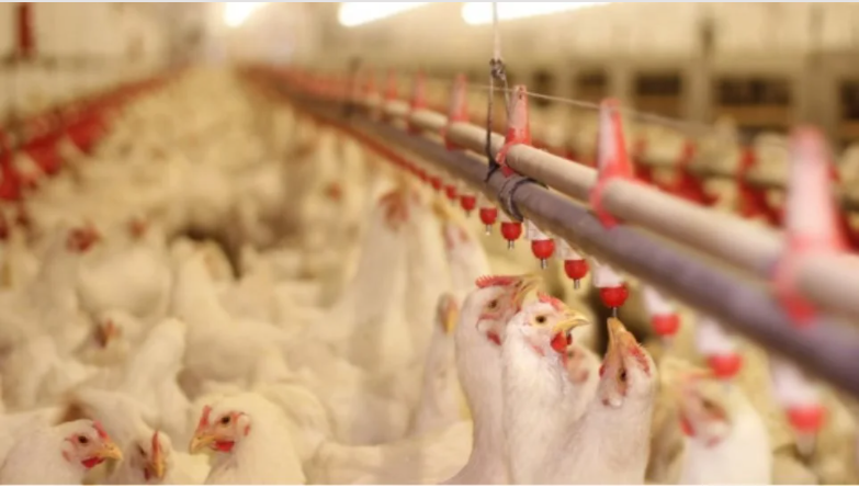 Ουγγαρία: Εντοπίστηκε γρίπη των πτηνών σε αγρόκτημα με γαλοπούλες