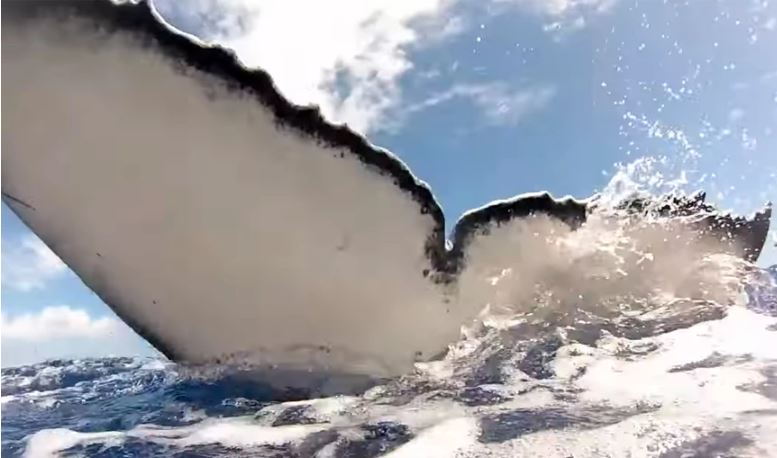 Μια από τις πιο στενές επαφές με φάλαινα που έχετε δει