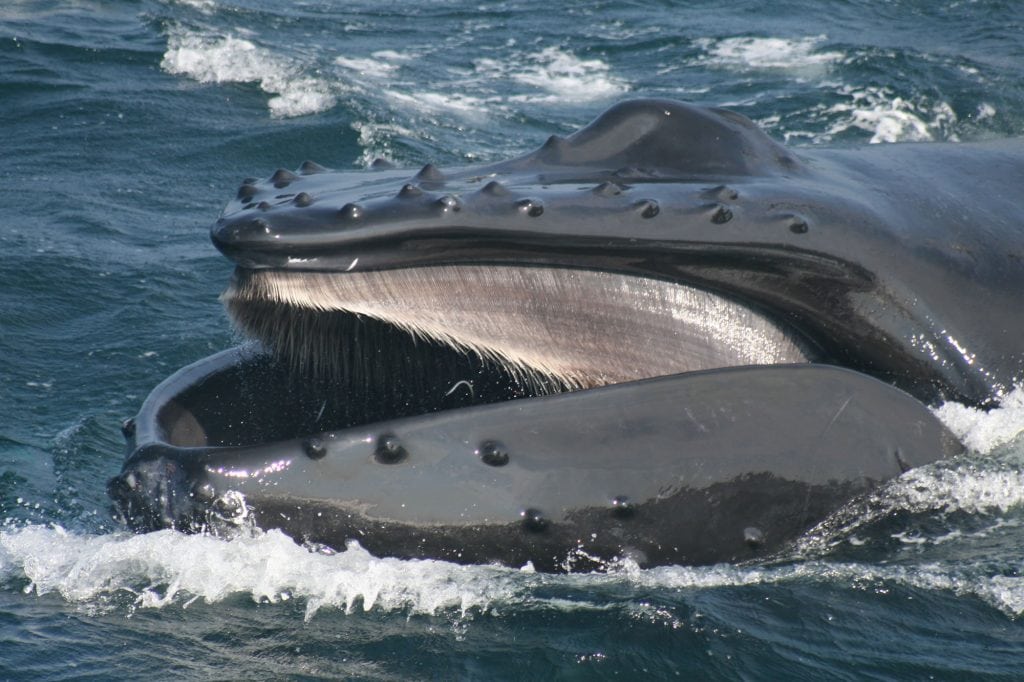 Επιστήμονες ανακάλυψαν γιατί οι φάλαινες δεν πνίγονται όταν τρώνε