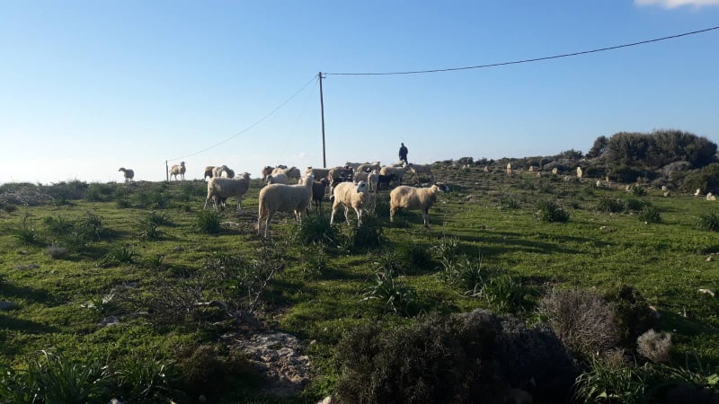 Μάστιγα τα αδέσποτα αιγοπρόβατα στον Δήμο Κισσάμου