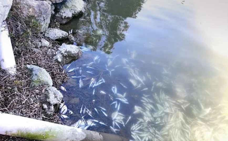 Πέθαναν περίπου 370.000 ψάρια 12 ειδών από το κρύο στη λιμνοθάλασσα Δρεπάνου