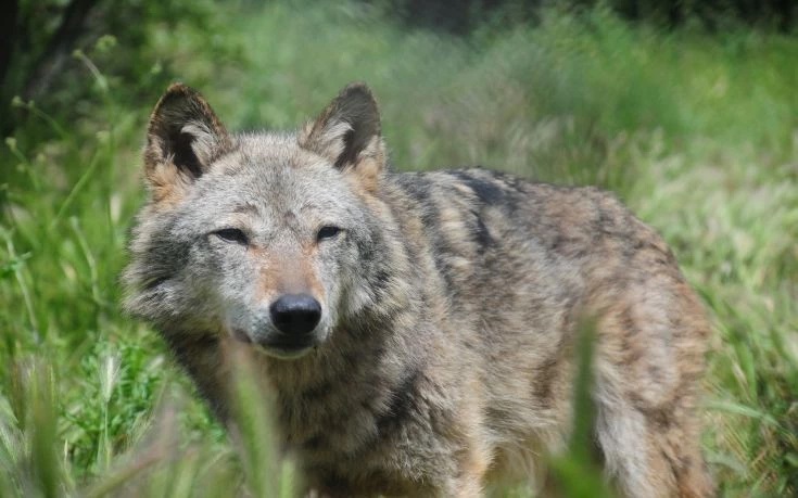 «Αρκτούρος»:Eπανεμφάνιση λύκου στην Πάρνηθα αποτελεί ευκαιρία για περιβαλλοντική ισορροπία