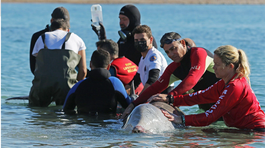 Στα ρηχά της Σαλαμίνας η φάλαινα – Εθελόντρια της τραγουδά για να την κρατήσει στη ζωή