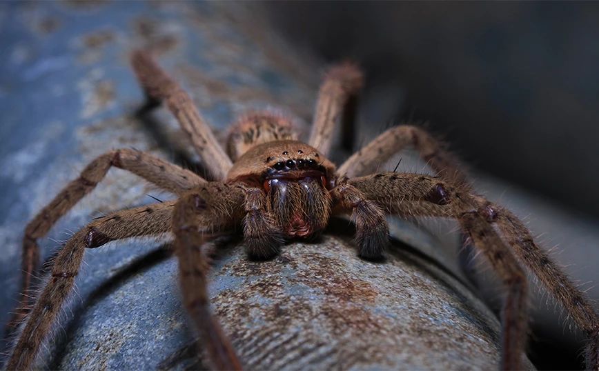 Αυτή είναι η πιο τρομακτική αράχνη στον κόσμο – Ταξίδεψε σε κοντέινερ για 8.046 χλμ.