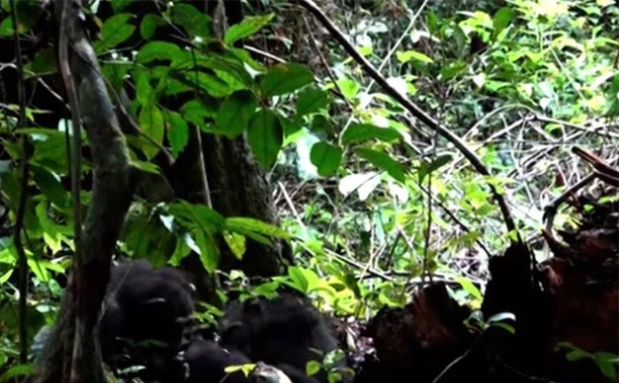 Βίντεο με μαμά χιμπατζή να γιατρεύει το τραύμα του παιδιού της με γιατροσόφι από έντομα