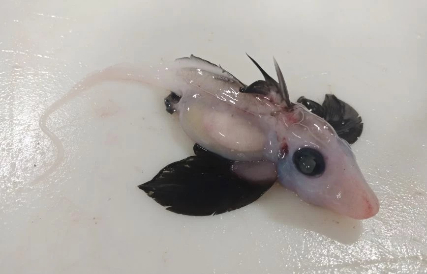 Το παράξενο πλάσμα που ζει στα βάθη του ωκεανού – Ένα σπάνιο μωρό καρχαρίας φάντασμα