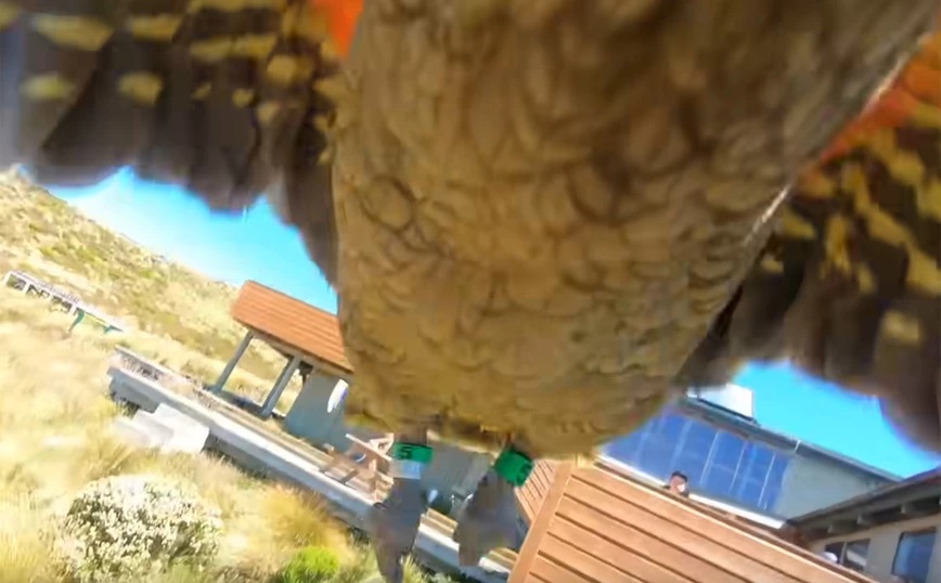 Παπαγάλος κλέβει κάμερα και κινηματογραφεί την πτήση του