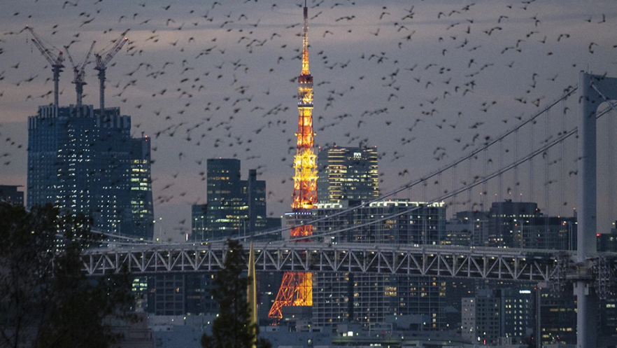 Μελέτη: Γιατί τα πουλιά επιλέγουν να «μεταναστεύουν» στις πόλεις, αντί να μένουν στη φύση;