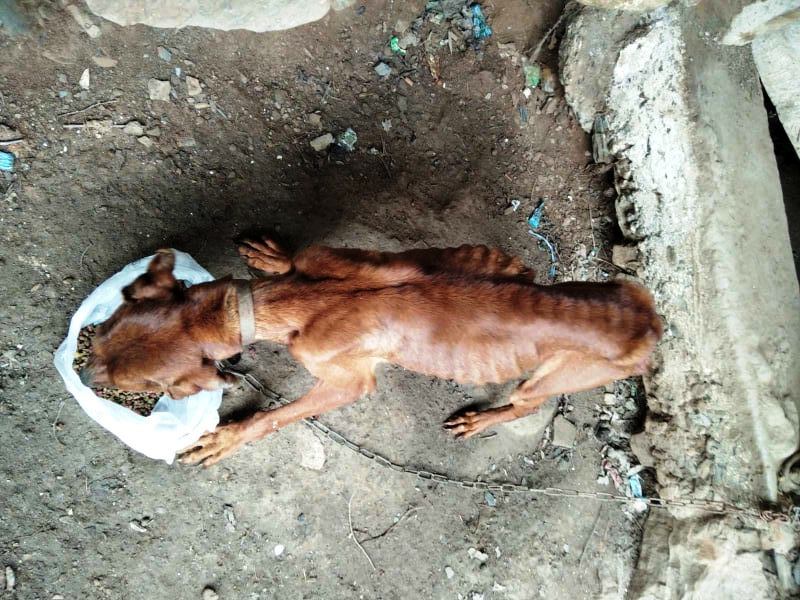 Σκυλάκος βρέθηκε στα Χανιά, «πετσί και κόκκαλο» και αλυσοδεμένος (φωτο)