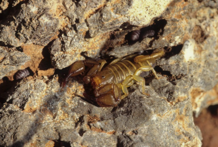 Ο μύθος για το «τρομερό» Λιακόνι – Ποια είναι τα δηλητηριώδη ζώα στη Κρήτη (ΦΩΤΟ) 