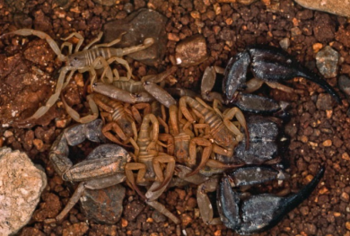 Ο μύθος για το «τρομερό» Λιακόνι – Ποια είναι τα δηλητηριώδη ζώα στη Κρήτη (ΦΩΤΟ)  