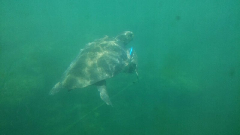 Спасение морской черепахи в Старом Порту Ханьи